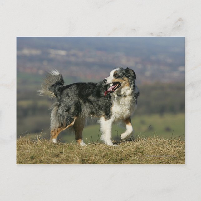 Border Collie Panting 2 Postcard (Front)