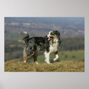 Border Collie Panting 2 Poster