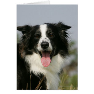 Border Collie Panting Headshot 1