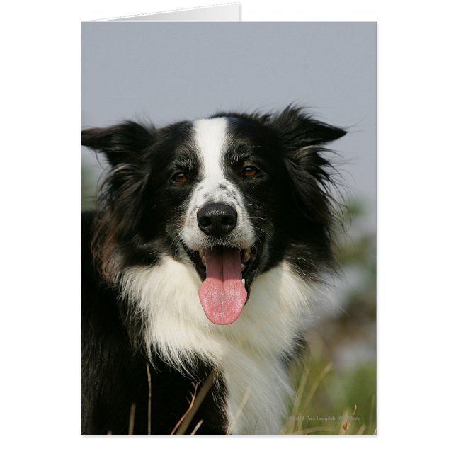 Border Collie Panting Headshot 1 (Front)