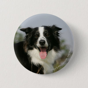 Border Collie Panting Headshot 1 2 Inch Round Button