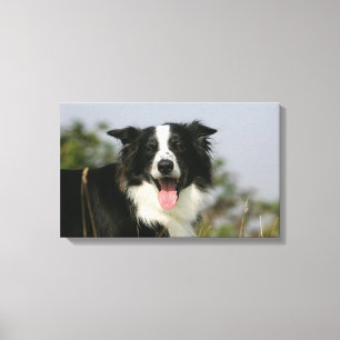 Border Collie Panting Headshot 1 Canvas Print