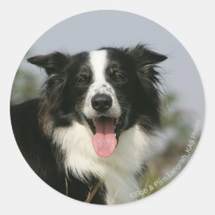Border Collie Panting Headshot 1 Classic Round Sticker