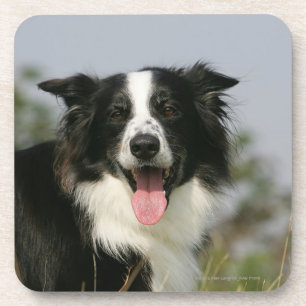 Border Collie Panting Headshot 1 Coaster
