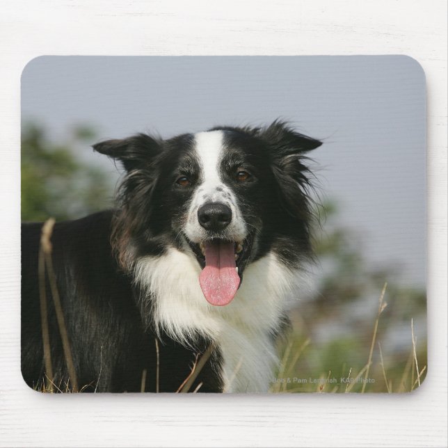 Border Collie Panting Headshot 1 Mouse Pad (Front)