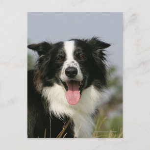 Border Collie Panting Headshot 1 Postcard