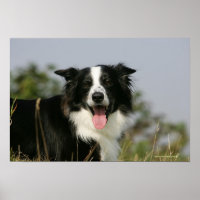 Border Collie Panting Headshot 1