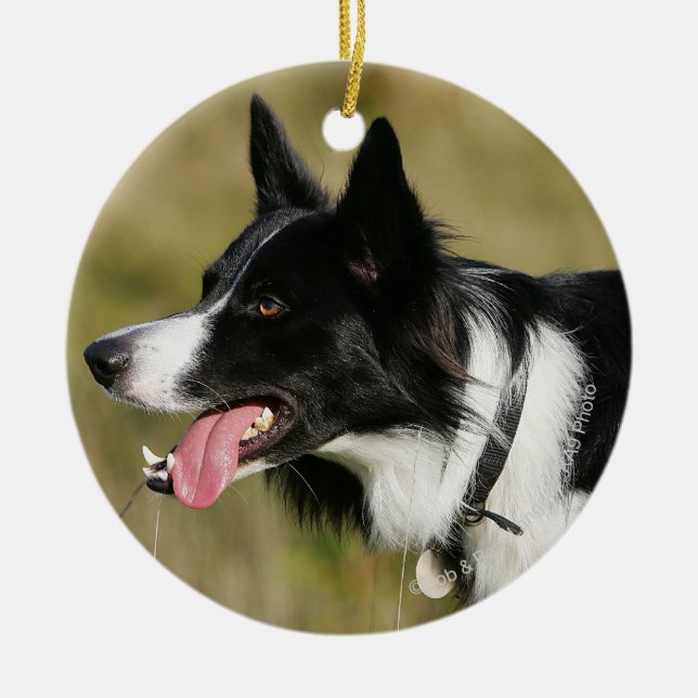 Border Collie Panting Headshot 2 Ceramic Ornament (Front)