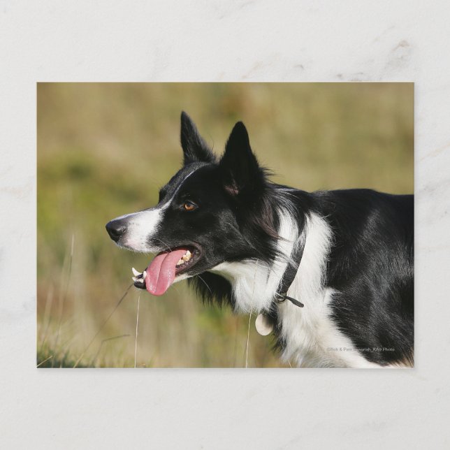 Border Collie Panting Headshot 2 Postcard (Front)