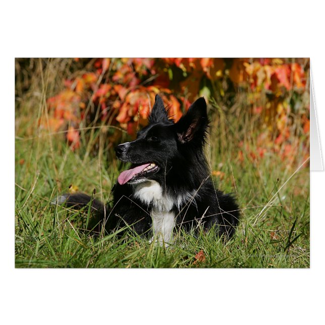 Border Collie Panting Laying Down (Front Horizontal)