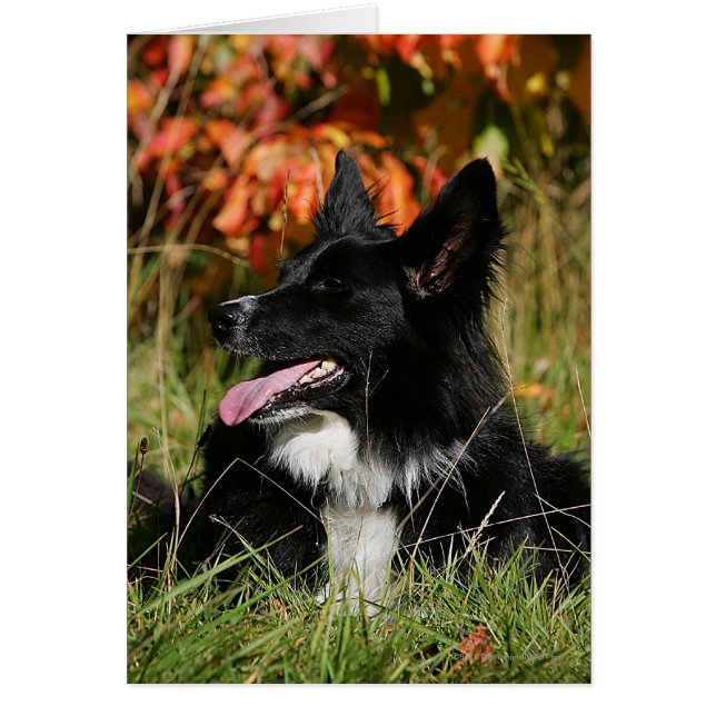 Border Collie Panting Laying Down (Front)