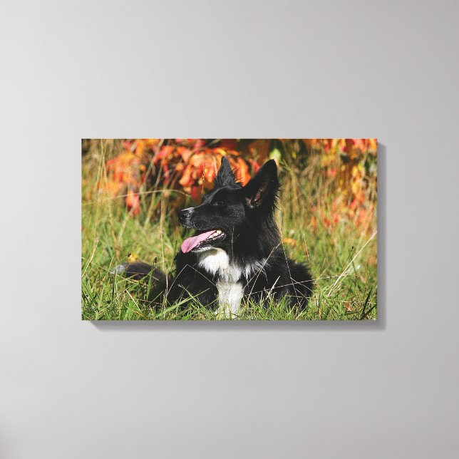 Border Collie Panting Laying Down Canvas Print (Front)