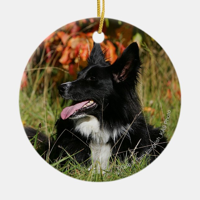 Border Collie Panting Laying Down Ceramic Ornament (Front)