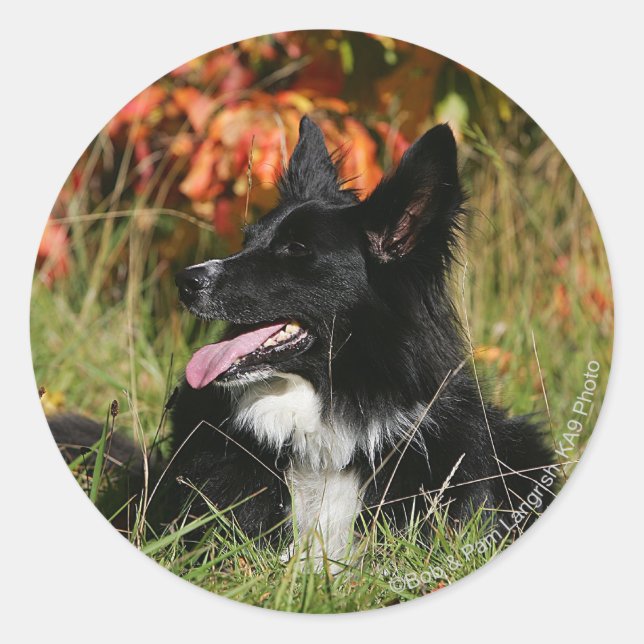 Border Collie Panting Laying Down Classic Round Sticker (Front)