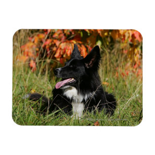 Border Collie Panting Laying Down Magnet