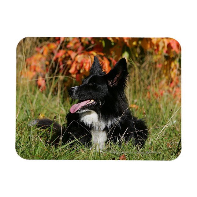 Border Collie Panting Laying Down Magnet (Horizontal)