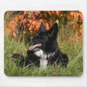 Border Collie Panting Laying Down Mouse Pad