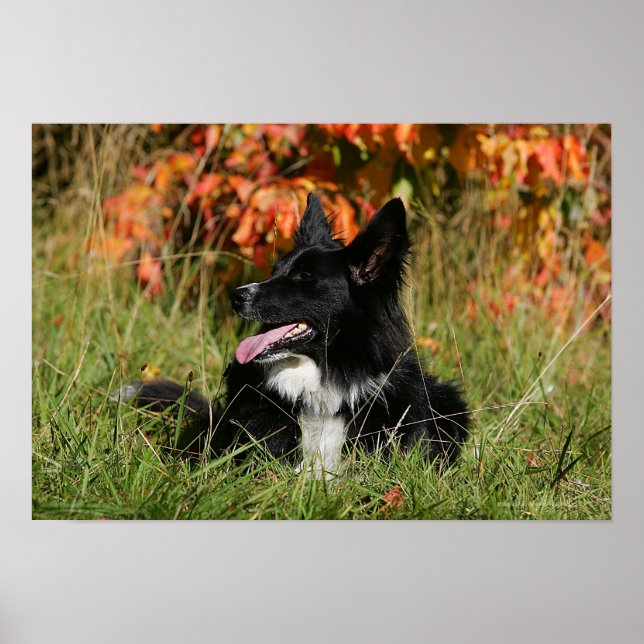 Border Collie Panting Laying Down Poster (Front)