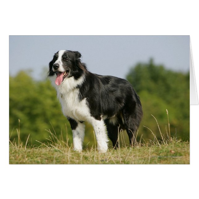 Border Collie Panting Standing (Front Horizontal)