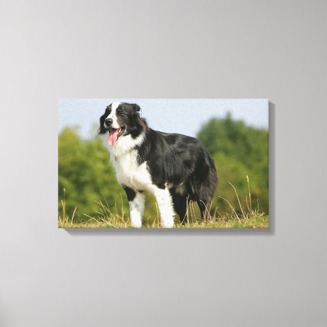 Border Collie Panting Standing Canvas Print (Front)