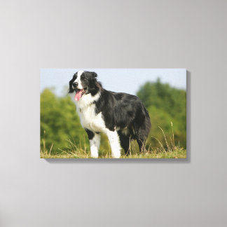 Border Collie Panting Standing Canvas Print
