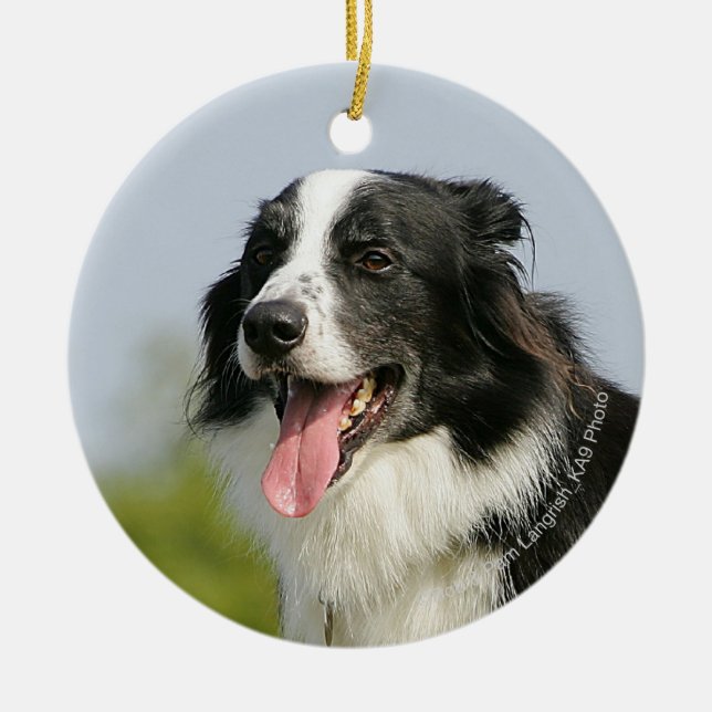 Border Collie Panting Standing Ceramic Ornament (Front)