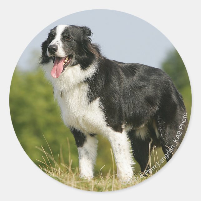 Border Collie Panting Standing Classic Round Sticker (Front)