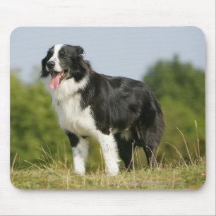 Border Collie Panting Standing Mouse Pad