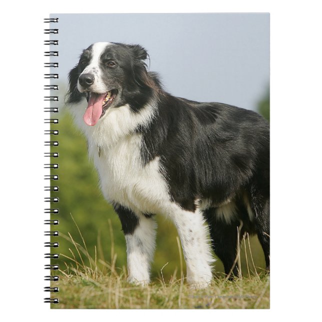 Border Collie Panting Standing Notebook (Front)