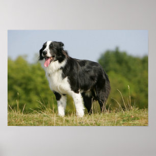 Border Collie Panting Standing Poster