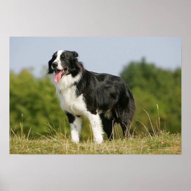 Border Collie Panting Standing Poster (Front)