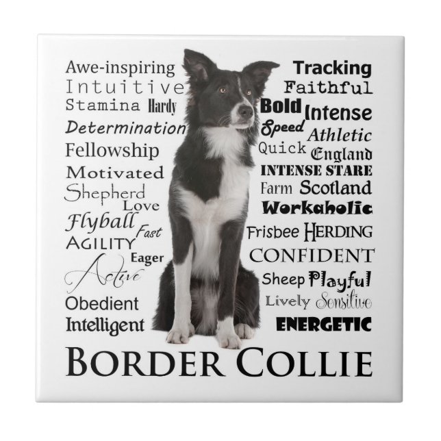 Border Collie Personality Traits Tile (Front)
