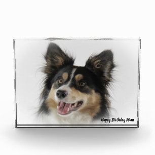 Border Collie Photo Block