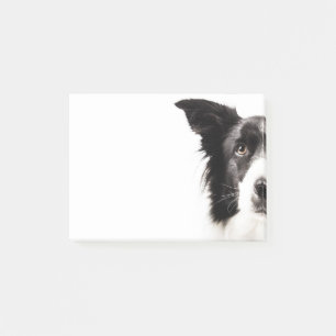 Border Collie Portrait Post-it Notes