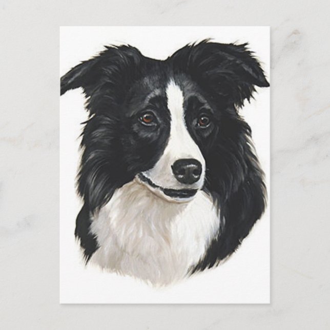 Border Collie Portrait Postcard (Front)