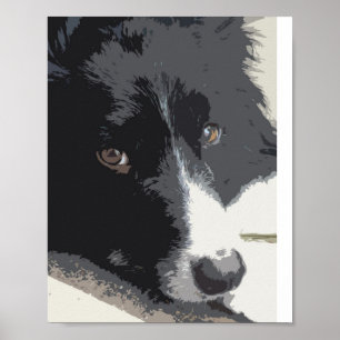 Border collie portrait poster