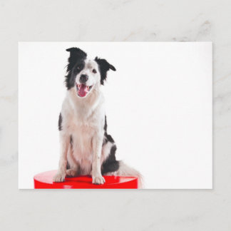 Border collie postcard