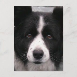 Border Collie Postcard