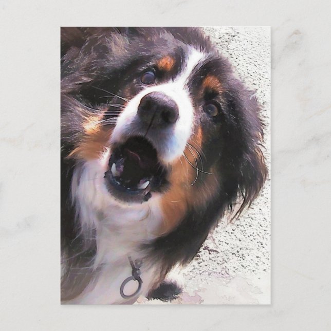 BORDER COLLIE POSTCARD (Front)
