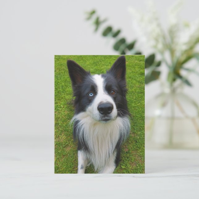 Border Collie Postcard (Standing Front)