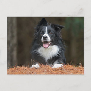 border collie postcard