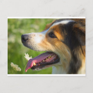 Border Collie Postcard