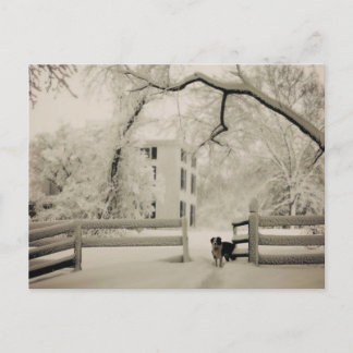 Border collie postcard