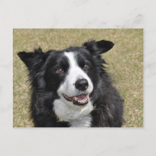 Border Collie Postcard