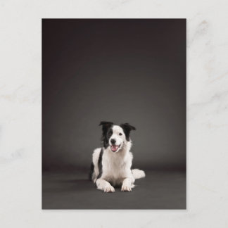 Border collie postcard