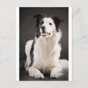 Border collie postcard