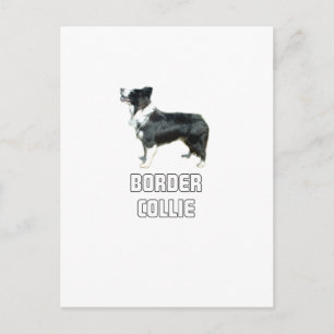 Border Collie Postcard