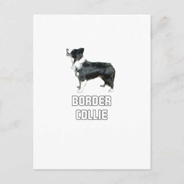 Border Collie Postcard (Front)