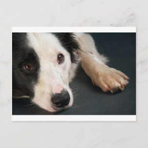 Border collie postcard