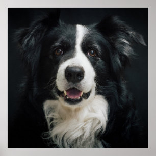 Border Collie Poster